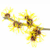 Witch Hazel