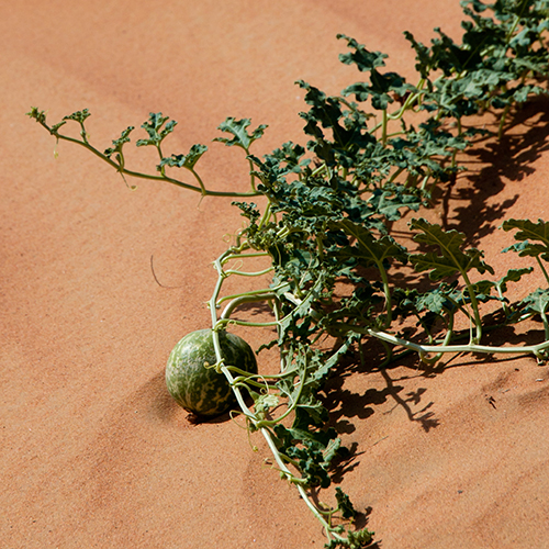 Kalahari Melon